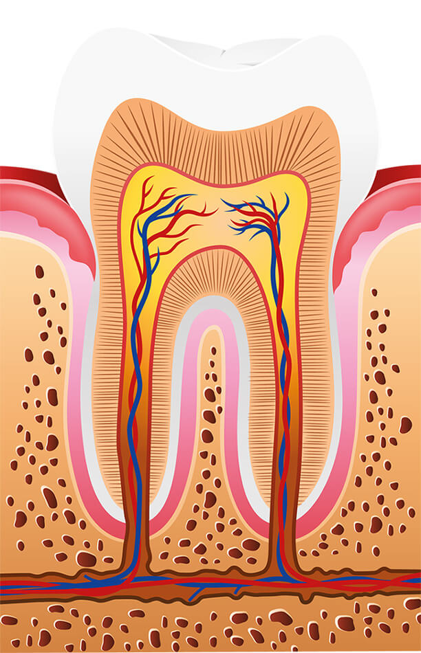 endodontie